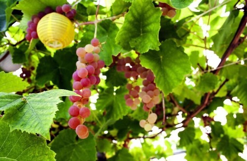 Dobbertin House | Bungalow Louise, Dobbertin