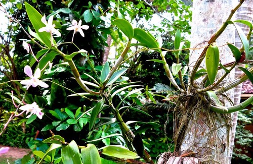 Habaraduwa Villa | Bungalow Sud