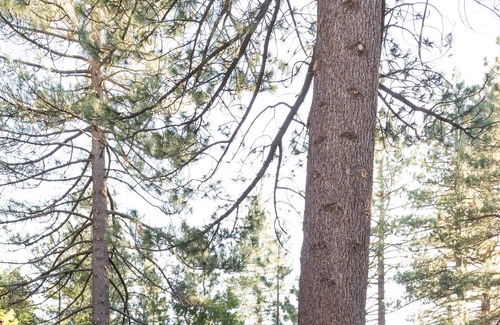 Green Valley Lake Cabin | Bunk House Cabin - Green Valley Lake Getaway for the whole family!