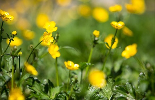 Warburton Bed & Breakfast | Buttercup Hill