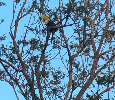 Monteverde Villa | Cabaña Rana Verde