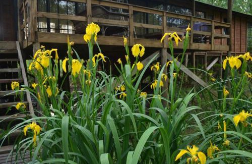 Partido de Tigre Cabin | Cabañas AJ