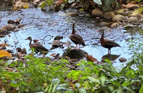 Chachagua Cabin | Cabañas Del Lago . Bungalows