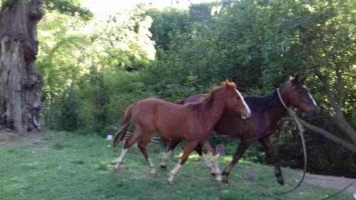 El Volcan Ski Chalet | Cabañas El Mirador