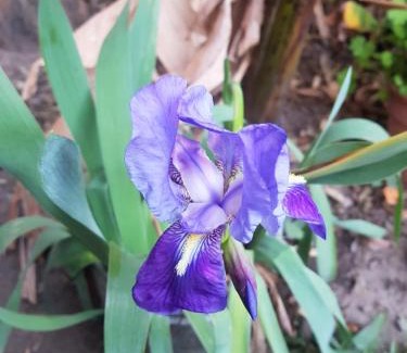 Coronda House | Cabañas EL PATO Coronda Santa fe