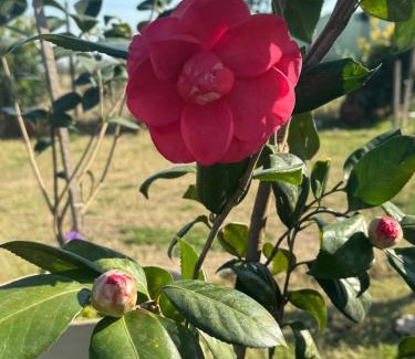Victoria Cabin | Cabañas La Soñada del Río