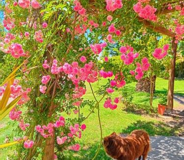 Rama Caida House | Cabañas Nono Mario