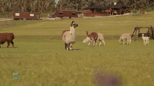 Tandil Cabin | Cabañas Valle de los Ciervos