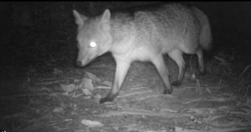 Pantano Grande Ski Chalet | Cabana no Rincão Gaia
