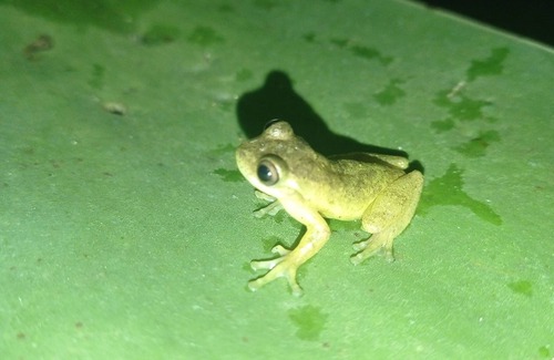 Salento Cabin | Cabin in the Salento cloud forest