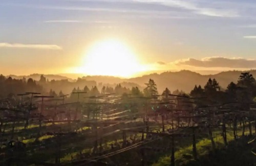Los Gatos Cabin | Cabin with loft under a tree in Santa Cruz mountains near Beach and wine tasting