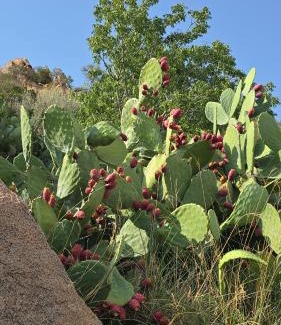 Makkah Province Ski Chalet | Cactus Bloom زهرة الصبار