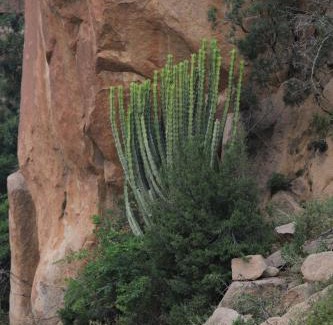 Makkah Province Ski Chalet | Cactus Bloom زهرة الصبار