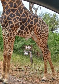 Hoedspruit Cabin | Call of the Wild Lodge