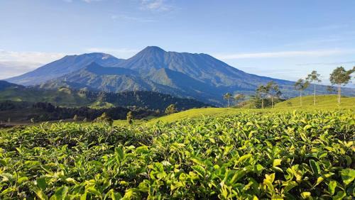 Cibodas Other | Camping Ground Mount Luhur