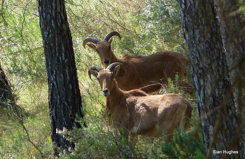 El Berro Other | Camping Sierra Espuña