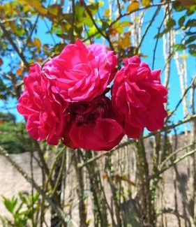 Meia Praia Other | Camping Urbano La Casita