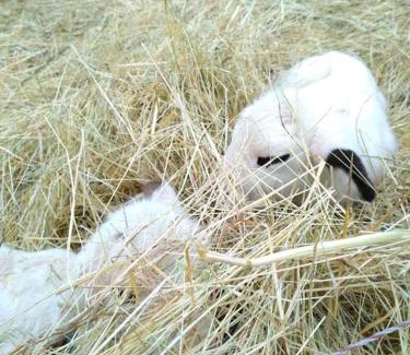 Caylus House | Canto perdigal