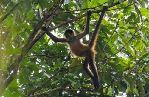 Boca Arenal Cabin | Capitan Morgan Homes & Tours