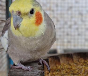 Praia do Frances House | Casa Aconchegante