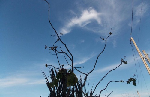 Aracati House | Casa AmarEla