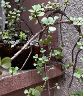 San Miguel de Tucuman Apartment | Casa