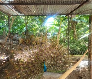 Coffee Triangle House | Casa Bella