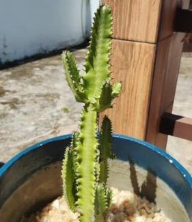 Abrantes House | Casa Brisa de Verão Jauá