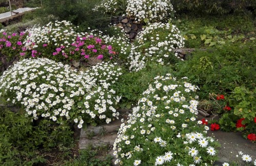 Fuencaliente de la Palma House | Casa Clara