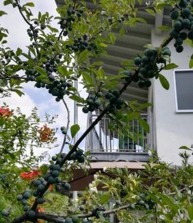 Denno Apartment | Casa Clima Tandem
