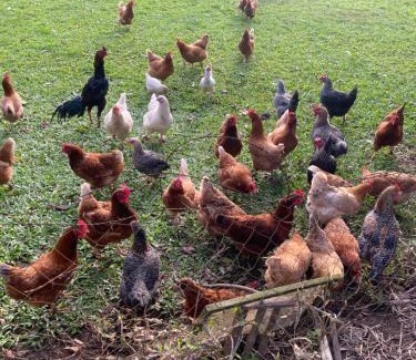 Santa Cruz do Sul Villa | Casa com banheira e lareira 12km da cidade