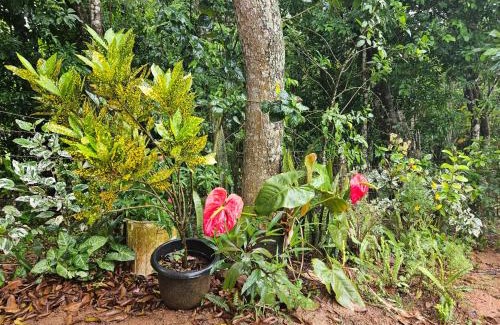 Guaramiranga House | Casa com piscina em Guaramiranga - Chalé Verdelândia