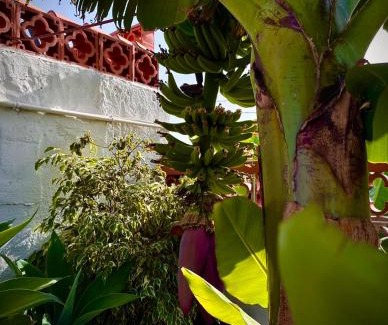 Tazacorte House | Casa Cucú