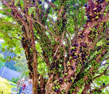 Teresopolis House | Casa da Serra Teresópolis