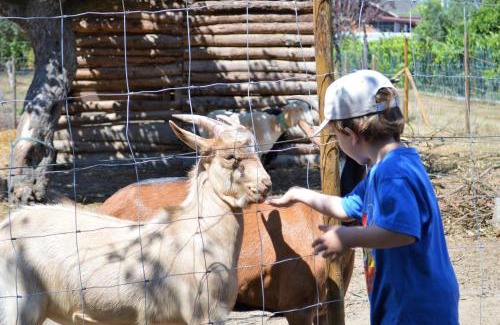Mangualde House | Casa Das Palmeiras-Pedagogic Farm