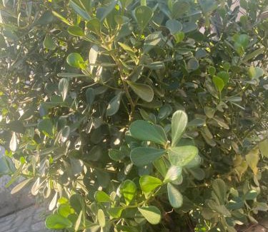 Tangua House | Casa de festas e cia