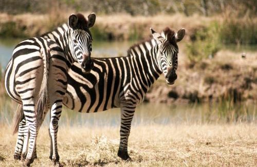 Polokwane House | Casa de la Presa 6