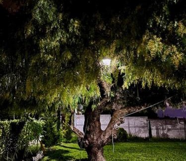 Pachuca de Soto House | Casa del árbol