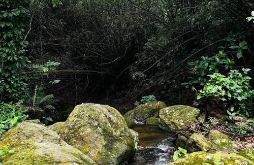 Marica House | Casa do mato