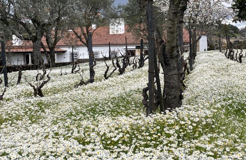 Varzea de Abrunhais Villa | Casa do Rocio