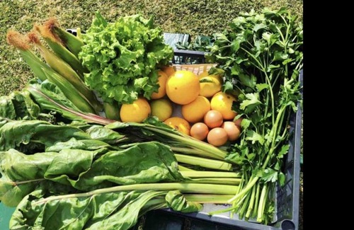 El Guincho Villa | Casa el Mirlo: Paraíso rural con piscina y hermosos jardines en Icod de los Vinos, Tenerife - ES-279-20