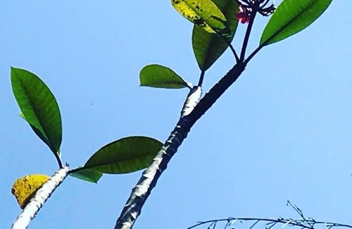 Northeast Region House | Casa em condomínio fechado na Serra Guaramiranga