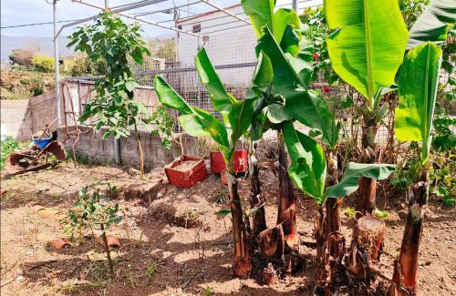 La Orotava House | Casa Lily