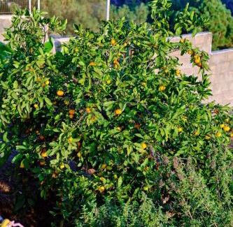 Teror House | Casa Luisa