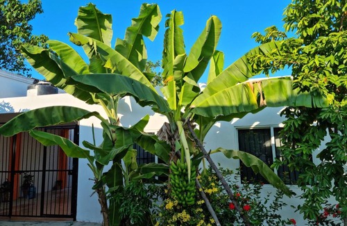 Tuxpan House | Casa Marine.