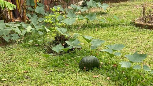 La Mandarina House | Casa Marigold