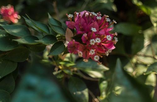 La Laguna Bed & Breakfast | Casa Marimba