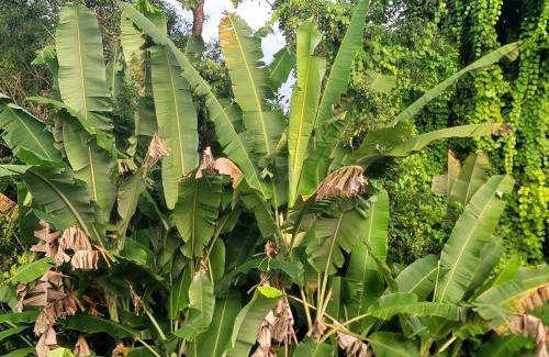 Serra Grande House | Casa na Praça de Serra Grande