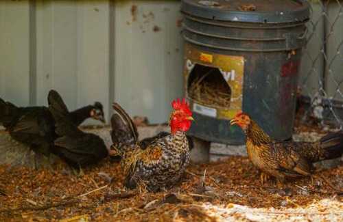 Monterrey House | Casa Rancho Verde