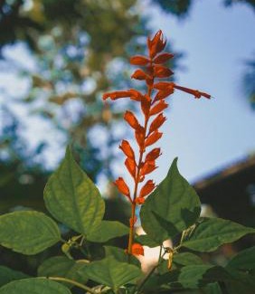 Ilha Grande House | Casa Selva - Vila do Abraão - Ilha grande